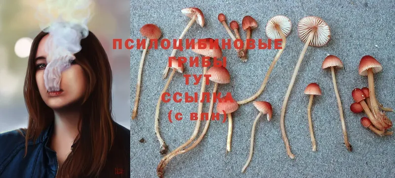 Галлюциногенные грибы Psilocybe  Барыш 